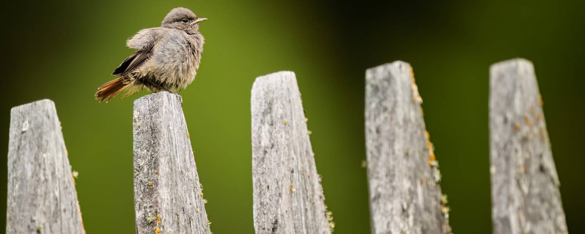 Gartenrotschwanz auf einem Zaun