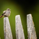 Gartenrotschwanz auf einem Zaun