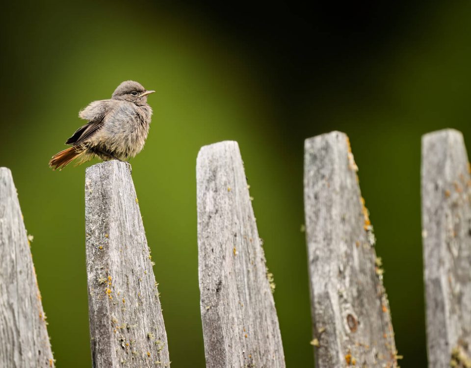 Gartenrotschwanz auf einem Zaun