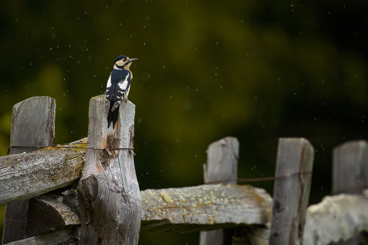 Buntspecht in Südtirol auf einem Zaun