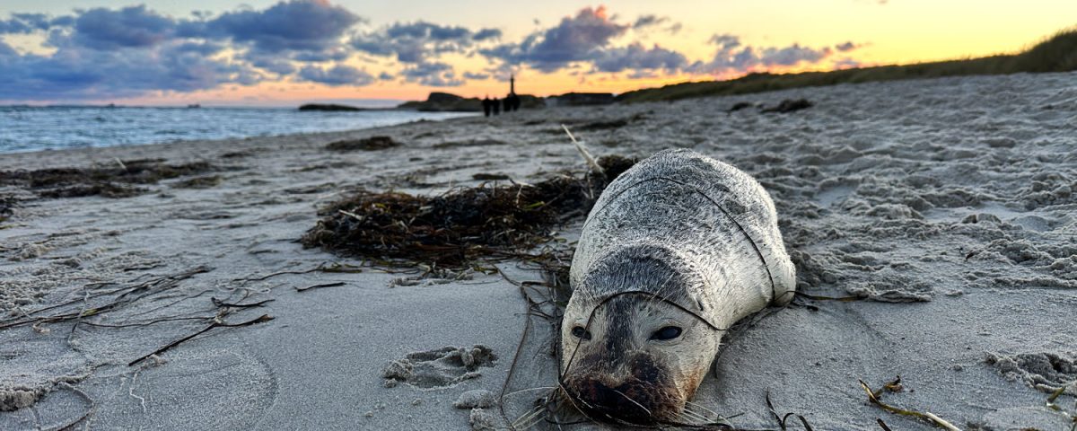 Totes Seehund Baby am Strand in Norddänemark
