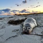 Totes Seehund Baby am Strand in Norddänemark