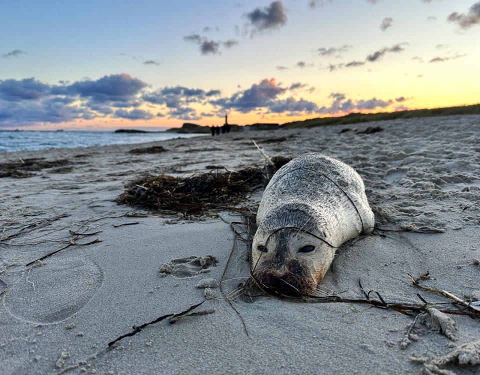 Totes Seehund Baby am Strand in Norddänemark